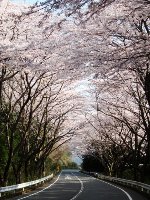 ターンパイク桜.jpg